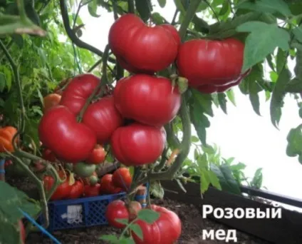 Томат рожевий мед опис сорту з фото, відео, відгуки (томат) Томат рожевий мед опис сорту з фото, відео, відгуки