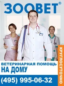 Трансмісивна (венерична) саркома у собак (саркома) Трансмісивна (венерична) саркома у собак