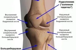 Туберкульоз кісток заразний чи ні, як передається (туберкульоз) Туберкульоз кісток заразний чи ні, як передається