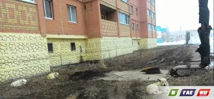 Три білих собаки розірвали кішку (собаки) Три білих собаки розірвали кішку