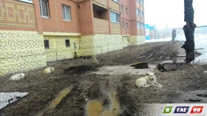 Три білих собаки розірвали кішку (собаки) Три білих собаки розірвали кішку