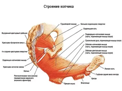 Травма куприка симптоми лікування народними засобами (навантаження хворе місце) Травма куприка симптоми лікування народними засобами