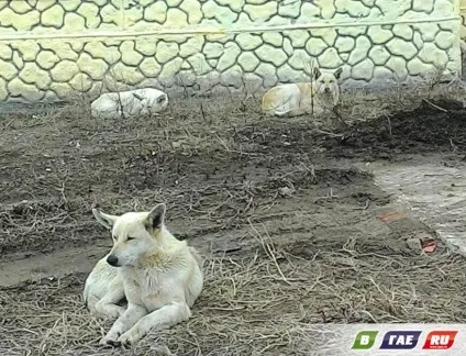 Три білих собаки розірвали кішку (білих) Три білих собаки розірвали кішку
