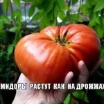 Добриво зі ставка
