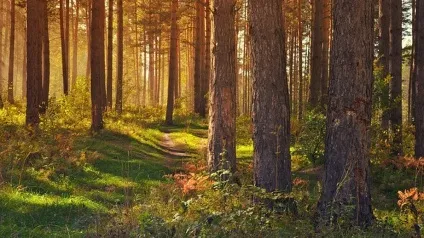 Вчені порахували скільки дерев на землі - телеканал 360 (телеканал 360) Вчені порахували скільки дерев на землі - телеканал 360