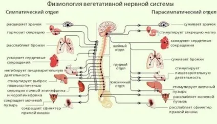 Покращуємо тонус судин!