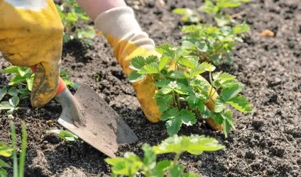 Добриво полуниці підгодівлі восени і навесні (полуниці) Добриво полуниці підгодівлі восени і навесні
