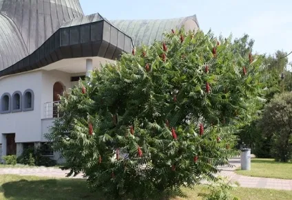 Оцтове дерево фото і опис, догляд (дерево) Оцтове дерево фото і опис, догляд
