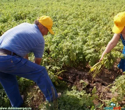 Прибирання на зберігання картоплі за місячним календарем (прибирання зберігання картоплі) Прибирання на зберігання картоплі за місячним календарем