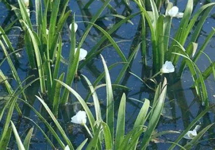 Унікальне водна рослина телорез (телорез) Унікальне водна рослина телорез