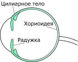 Увеїт - причини, симптоми, діагностика та лікування (діагностика) Увеїт - причини, симптоми, діагностика та лікування