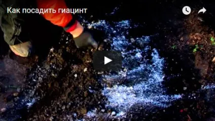 Догляд за гіацинтом восени, навесні і влітку; зимівля гіацинтів, цвітіння гіацинтів і зберігання цибулин (влітку) Догляд за гіацинтом восени, навесні і влітку; зимівля гіацинтів, цвітіння гіацинтів і зберігання цибулин