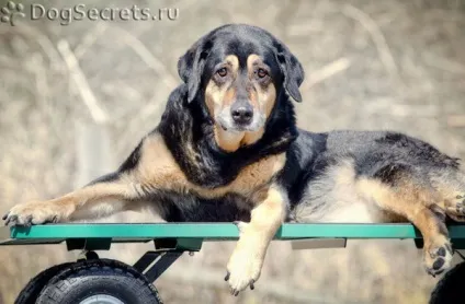 Догляд за старою і літній собакою (літня) Догляд за старою і літній собакою