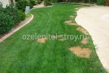 Ремонт газону на ділянці