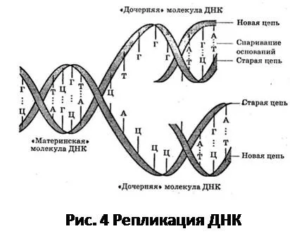 Рішення задач по загальній біології (біології) Рішення задач по загальній біології