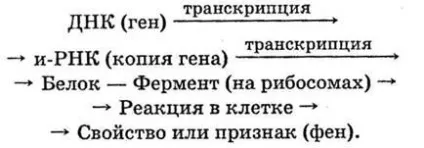 Рішення задач по загальній біології (заміна одного пуринового) Рішення задач по загальній біології