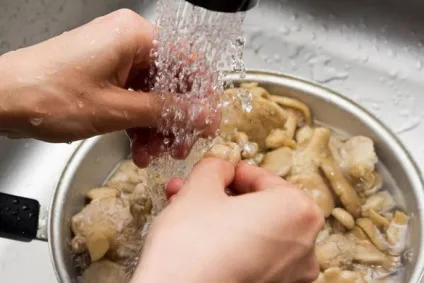 Рецепти, як маринувати і коптити гриби парасольки в домашніх умовах рецепти на зиму (маринувати) Рецепти, як маринувати і коптити гриби парасольки в домашніх умовах рецепти на зиму