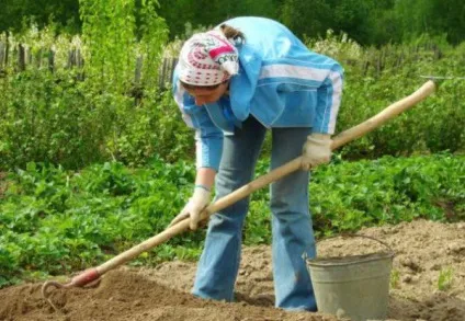 Ревінь посадка і догляд у відкритому грунті, строки посадки (ревінь) Ревінь посадка і догляд у відкритому грунті, строки посадки