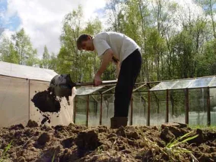 Ревінь посадка і догляд у відкритому грунті, строки посадки (ревінь) Ревінь посадка і догляд у відкритому грунті, строки посадки