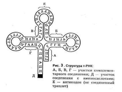 Рішення задач по загальній біології (заміна одного пуринового) Рішення задач по загальній біології