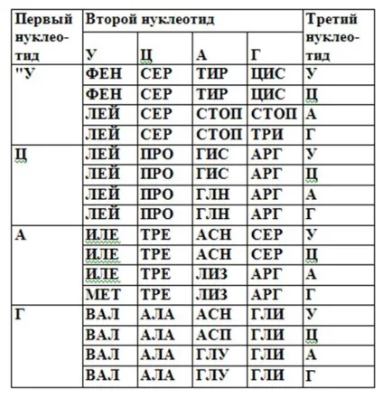 Рішення задач по загальній біології (загального змісту клітці) Рішення задач по загальній біології