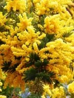 Вічний календар - декупаж своїми руками (руками) Вічний календар - декупаж своїми руками