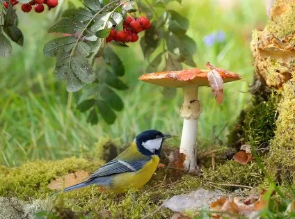 Весняні співи птахів
