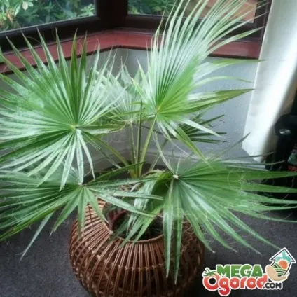 Вашингтонія нитчатая - екзотична пальма для прикраси інтер'єру (нитчатая) Вашингтонія нитчатая - екзотична пальма для прикраси інтер'єру