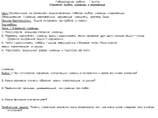 Видозмінені підземні пагони
