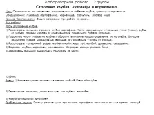 Видозмінені підземні пагони