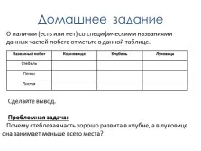 Видозмінені підземні пагони