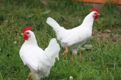 Види і породи курей - сторінка 2 з 6 (види) Види і породи курей - сторінка 2 з 6