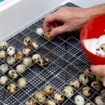 Виведення перепелів в інкубаторі в домашніх умовах (виведення) Виведення перепелів в інкубаторі в домашніх умовах