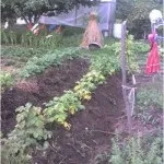Високі грядки на дачі