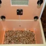 Виведення перепелів в інкубаторі в домашніх умовах (інкубаторі домашніх умовах) Виведення перепелів в інкубаторі в домашніх умовах