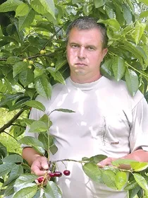 Вишня і черешня так схожі один на одного, але такі різні за смаком! Дюк (черешня) Вишня і черешня так схожі один на одного, але такі різні за смаком! Дюк