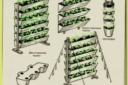 Вирощуємо суницю семяна, догляд, підживлення і розмноження (розмноження) Вирощуємо суницю семяна, догляд, підживлення і розмноження
