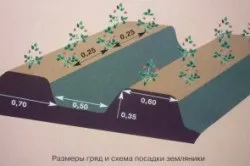 Вирощуємо суницю семяна, догляд, підживлення і розмноження (підгодівля) Вирощуємо суницю семяна, догляд, підживлення і розмноження