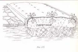 Вирощуємо суницю семяна, догляд, підживлення і розмноження (суницю) Вирощуємо суницю семяна, догляд, підживлення і розмноження