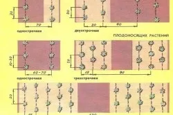 Вирощуємо суницю семяна, догляд, підживлення і розмноження (підгодівля) Вирощуємо суницю семяна, догляд, підживлення і розмноження