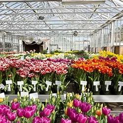 Вирощування тюльпанів в теплиці на продаж, бізнес-план (продаж) Вирощування тюльпанів в теплиці на продаж, бізнес-план