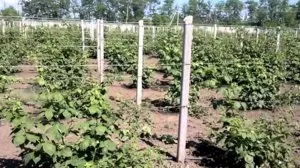 Вирощування ожини Торнфрі на своїй ділянці правила посадки та догляду (ожини) Вирощування ожини Торнфрі на своїй ділянці правила посадки та догляду