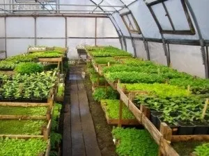 Вирощування розсади квітів на продаж (вирощування) Вирощування розсади квітів на продаж