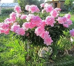 Високі багаторічні квіти для саду - поради по догляду (квіти) Високі багаторічні квіти для саду - поради по догляду
