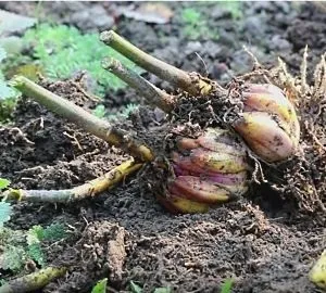 Високі багаторічні квіти для саду - поради по догляду (високі) Високі багаторічні квіти для саду - поради по догляду