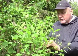 Вирощування декоративного мигдалю догляд, посадка, обрізка і хвороби, розмноження і пересадка (обрізка) Вирощування декоративного мигдалю догляд, посадка, обрізка і хвороби, розмноження і пересадка