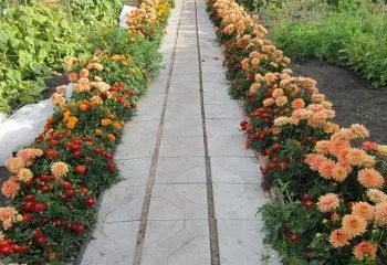 Високі багаторічники для саду з описом і фото