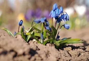 Високі багаторічники для саду з описом і фото