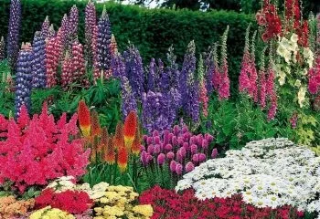 Високі багаторічники для саду з описом і фото
