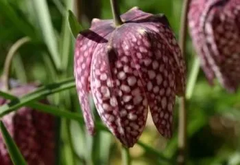 Високі багаторічники для саду з описом і фото